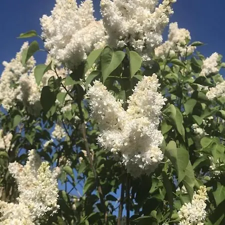 Apartment Haus Astenblick In Fuer Bis Zu 35 Personen Fuer Wanderveranstaltungen Und Familienfeiern Winterberg