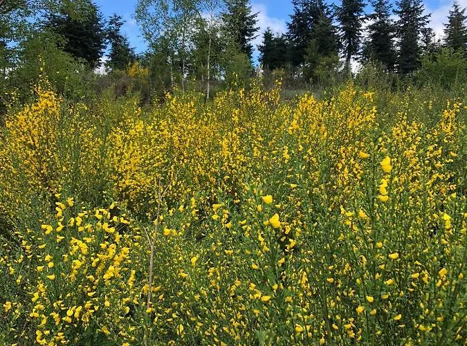 Haus Astenblick In Fuer Bis Zu 35 Personen Fuer Wanderveranstaltungen Und Familienfeiern アパート ヴィンターベルク